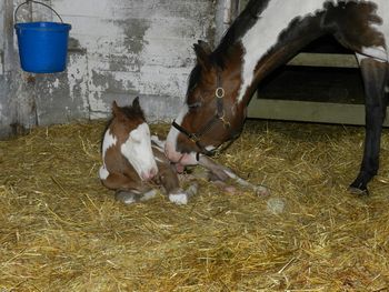 Scotch Bay TIme x SR Hot Lady of D Nite (Holly), colt foaled May 29, 2012.
