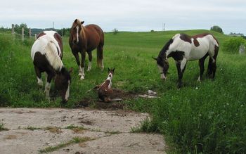 Just born "Jake" with Tatti, Uncle Cody & Aunt Holly. June 9, 2011
