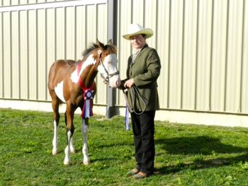 Spike wearing his Ontario Paint Horse Futurity ribbon, Sept. 16, 2012.
