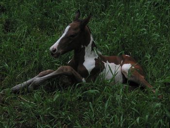 Sweet Grass Jake (My Painted Black Jack x Sweet Grass Tatti) at 1/2 hr. old.
