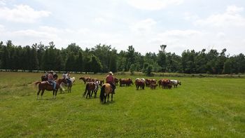 Jake is born to herd cattle. July 2014.
