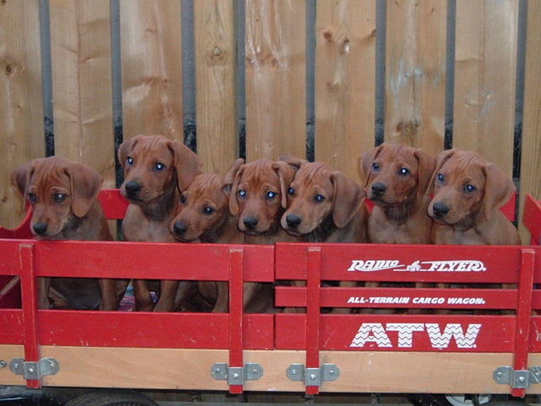 Kenyan Ridgeback Cedarpoint Ridgebacks - Photo Gallery