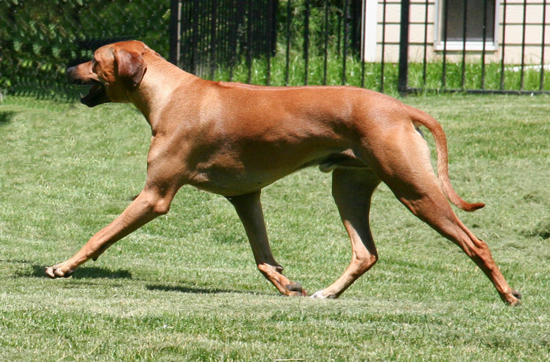 Cedarpoint Ridgebacks - Breed Standard