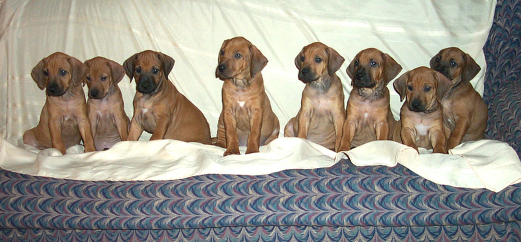 Mallory Ridgeback Cedarpoint Ridgebacks - Photo Gallery