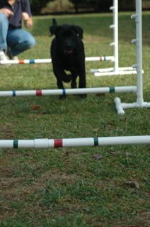 "This agility thing is easy!" It's no problem for this Armbrook Labrador owned by Ellison Armfield and Willisia Holbrook.
