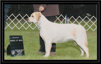 Popway’s Jumping in Feet First ~Hannah~ - Hilton Head Kennel Club -3/2013
