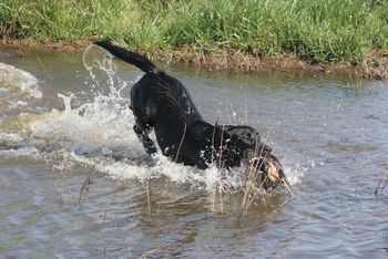 HRCH SkyMark's Bellatrix Blackstar, MH, CGC "Trixi" owned by Stacy Overcash
