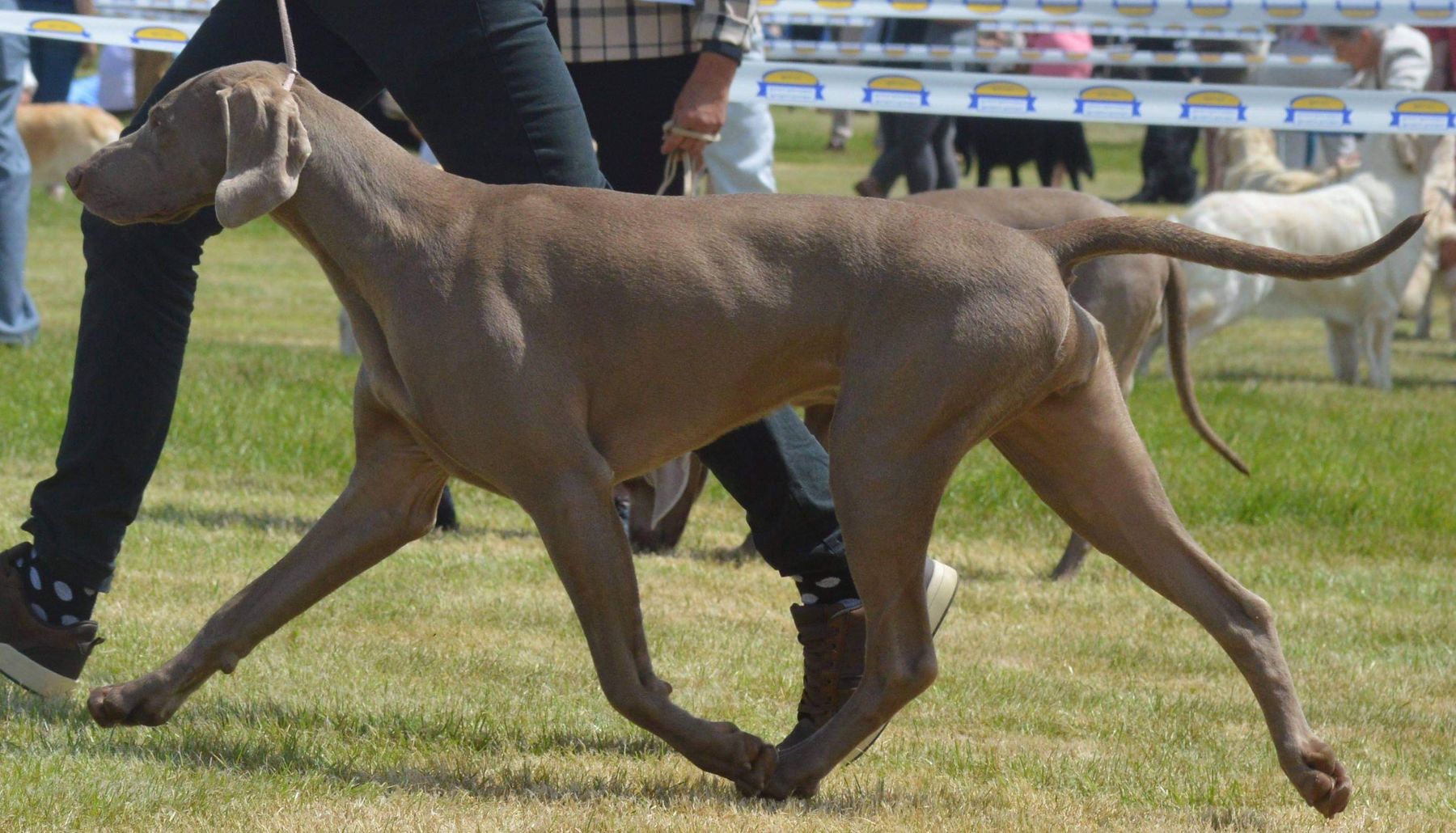 Weimaraner show cheap