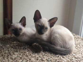 We just wanted to tell you that the girls, Sushi & Sake, are doing great and have really adjusted well to our home.  They get cuter everyday and they are so playful.  Thank you so much for providing us such wonderful kittens!  We love them so much!   Christine and Dawn...
