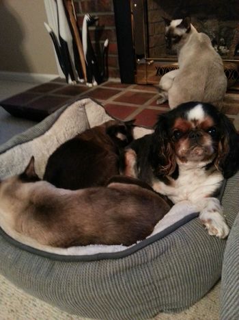 Max, our English Toy Spaniel enjoying the warm fire with his Siamese pals - JOROBY

