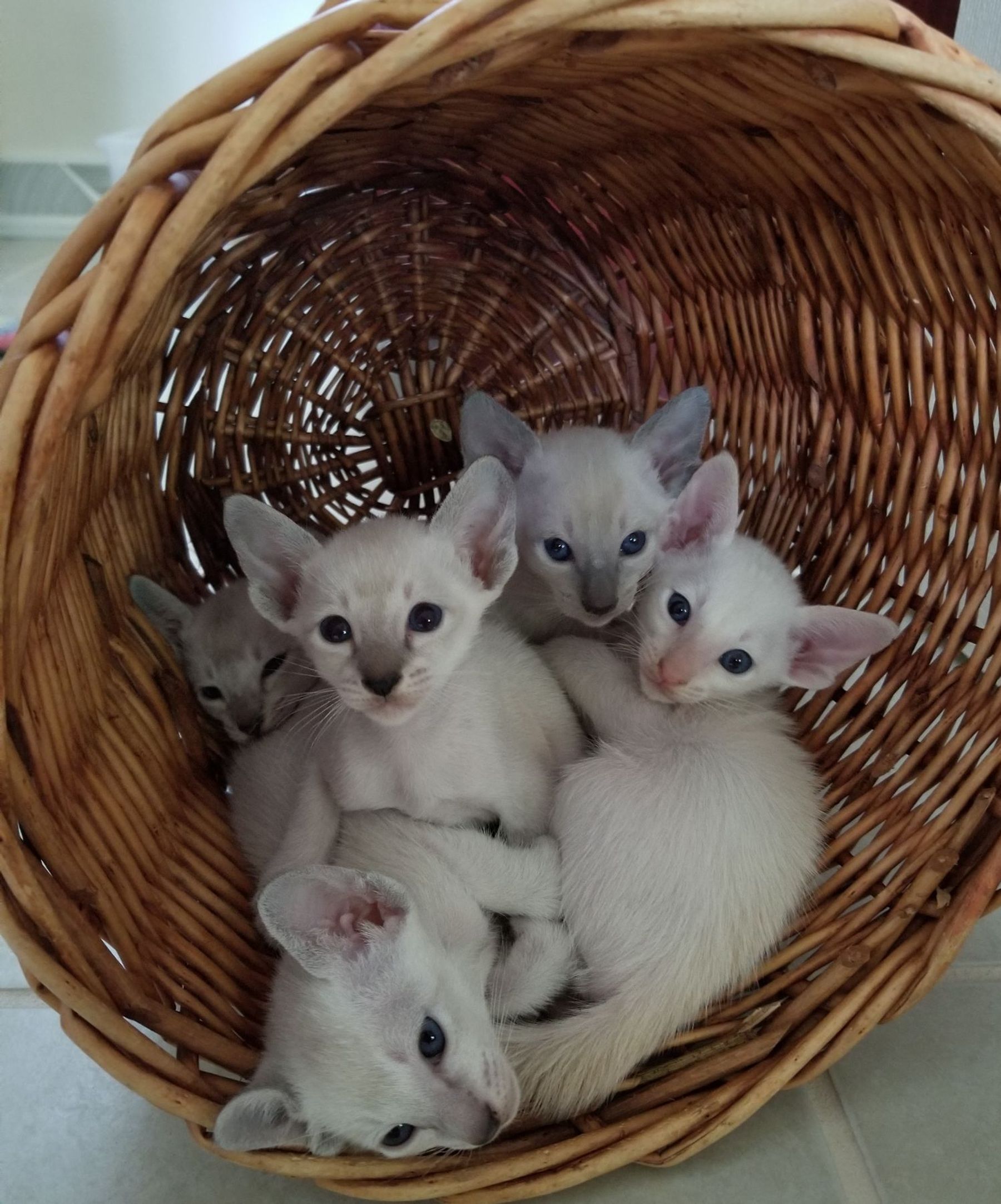 Hidden springs best sale siamese kittens