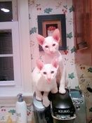 Lu and Chen, red point brothers, just prior to going home to their new family.
