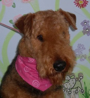 "Annie" - Airedale Terrier June 2008
