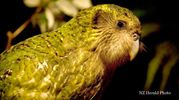 Kakapo, PVC Low-C Whistle