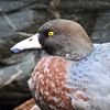 'Whio', Takahe Flutes Alto-Bb Whistle