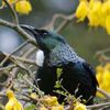 'Tui', Takahe Flutes Alto-G Whistle