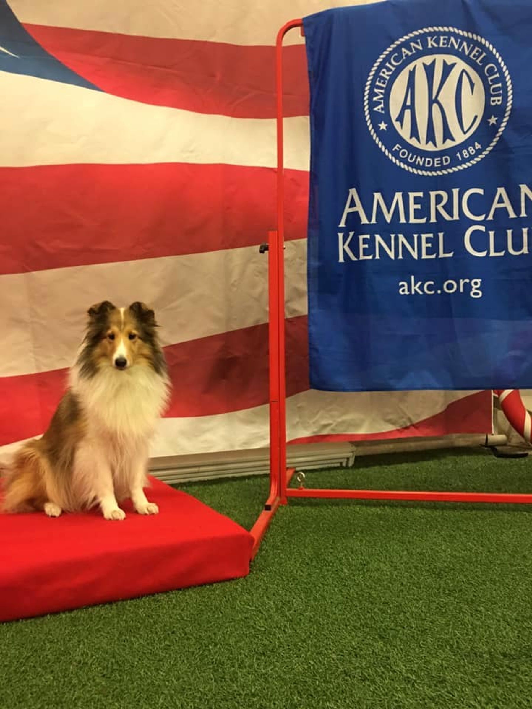 Pinelands Dog Training Center