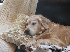 She enjoys a nap on the couch, with a pillow too!
