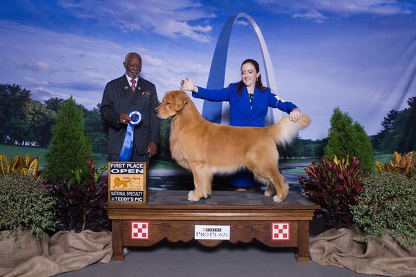 Team Arttu competing at the US National in St Louis - Arttu placed first in the Open Dog Class. Congratulations! Expertly shown by Amanda M. Myers