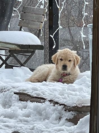 Loving the new snowfall
