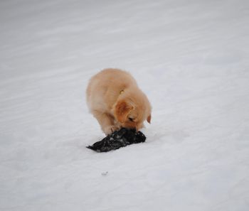 Duck wing adventures
