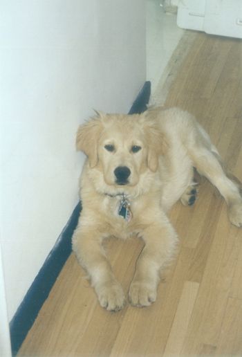 Bentley as a pup 1997
