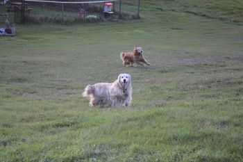 Aspen watching Trooper run around - 12 years 1 month old
