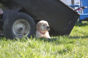 Nitro sitting in the sun
