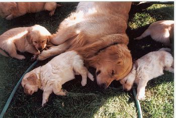 Bentley and his puppies
