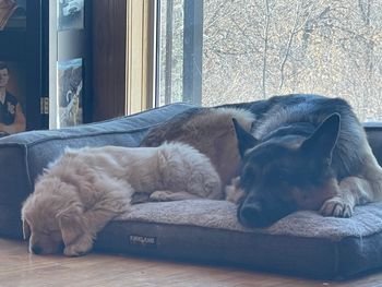 Napping with Bentley
