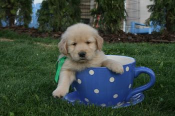 Trooper at 7 weeks old
