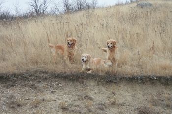 Journey, Aspen & Lincoln
