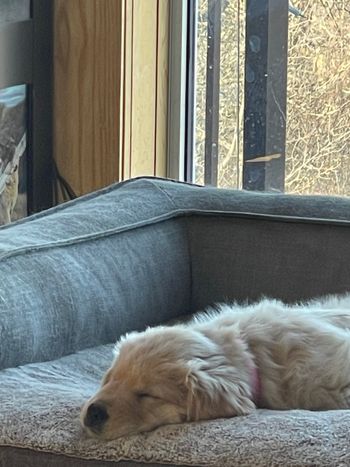 Napping
