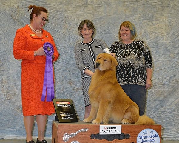Team Arttu at the Regional Golden Specialty in Minnesota - Goes Winners dog for a 4 Point Major!  Congratulations Team Arttu! 
