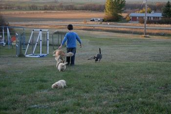 Austin Eggwin and the puppies
