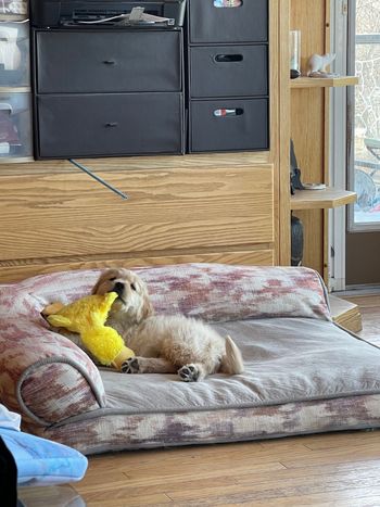 Ducky and Porsche
