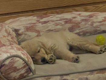 Sleeping
