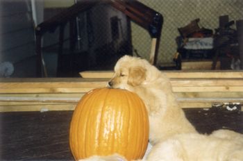 Checking out the pumpkin
