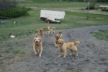 Bentley and crew playing fetch
