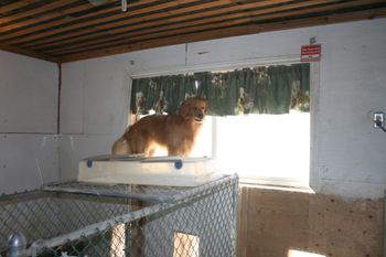 Trooper standing on top of the kennel runs
