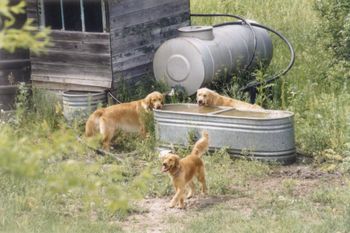 Jake, Bentley and Reatta
