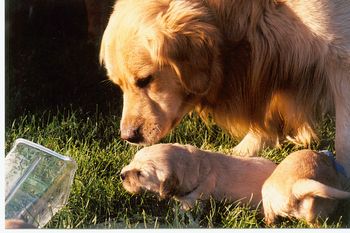 Bentley cleaning off Bailey
