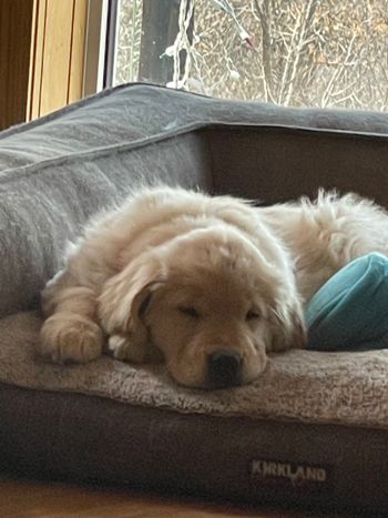 Napping
