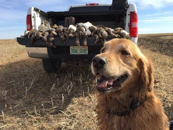 Koa after a great day hunting
