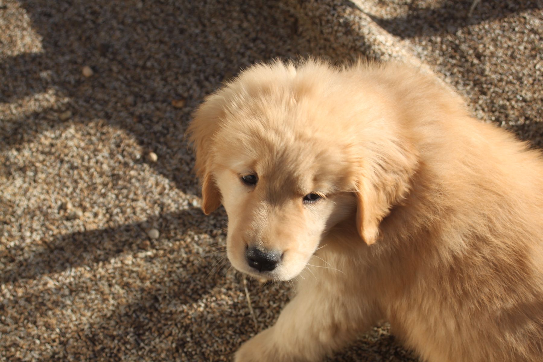 Riverdance sales golden retrievers