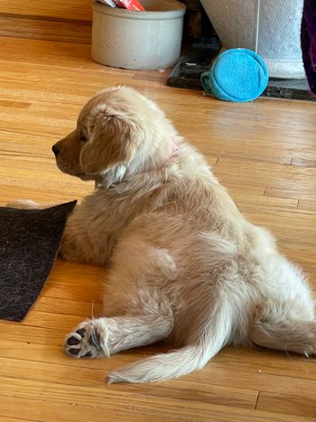 Frog Pose

