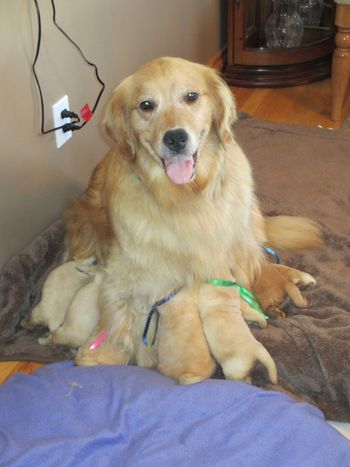 Journey and her first litter ( Henry pups )
