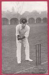 Edwardian cricket postcard - PM Newland (South Australia).