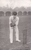 Edwardian cricket postcard - PM Newland (South Australia).