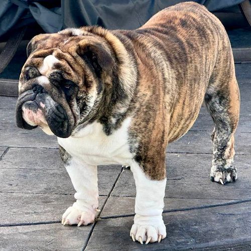 Reverse fashion brindle english bulldog